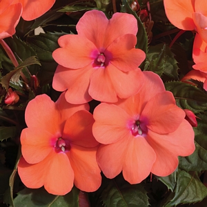 SunPatiens Compact Coral Pink